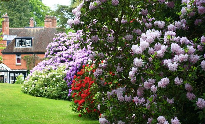 Stunning Rhododendrons!
